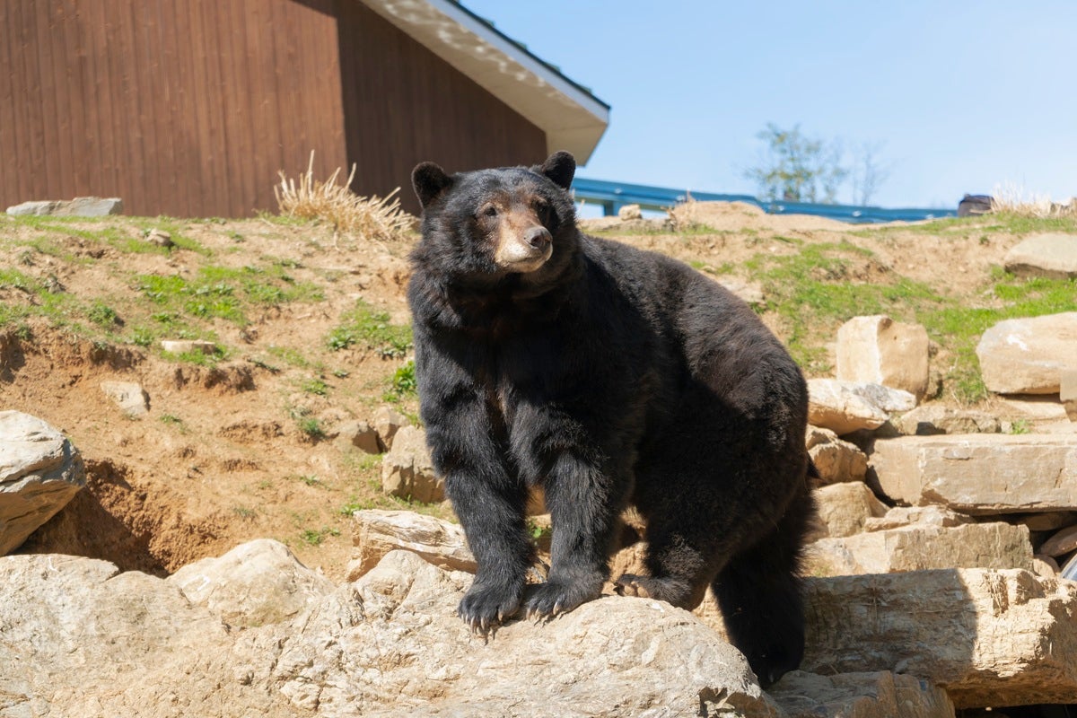 Bear at ZooAmerica